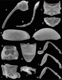 Fig. 43.24