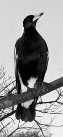 Fig. 6.7.
