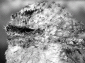 Fig. 7.7.