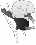 Fig. 7.5