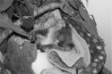 Fig. 7.17