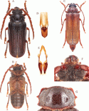 Figure 124