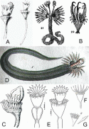 Fig. 120