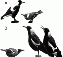 Fig. 9.11.