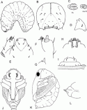 Fig. 43.5