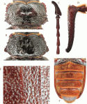 Figure 61