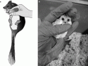 Fig. 4.4