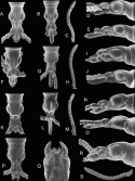 Fig. 43.12
