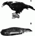 Fig. 4.8.