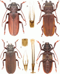 Figure 32