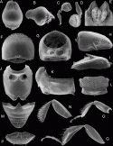 Fig. 46.24