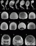 Fig. 46.11