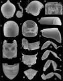 Fig. 46.20
