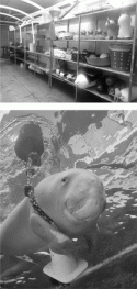 Fig. 11.8