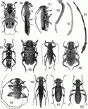 Figs 48.49–48.62