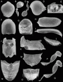 Fig. 46.28