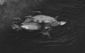 Fig. 2.8