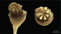 Fig. 119