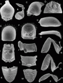 Fig. 46. 21