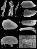 Fig. 46.10