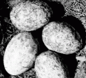 Fig. 8.1.