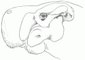 Fig. 11.3