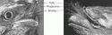 Fig. 2.3.