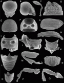 Fig. 46.17
