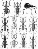 Fig. 43.2