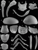Fig. 43.32