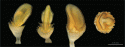 Fig. 113