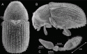 Fig. 46.4