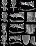 Fig. 43.11