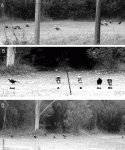 Fig. 6.3.