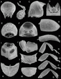 Fig. 46.12
