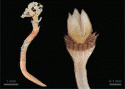 Fig. 38