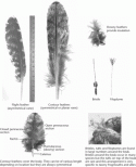 Fig. 2.1.