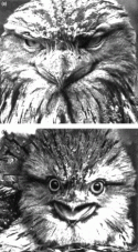 Fig. 6.6.