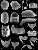 Fig. 46.16