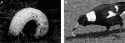 Fig. 5.7.