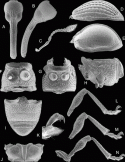Fig. 43.31