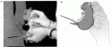 Fig. 12.2