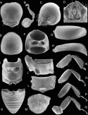 Fig. 46.22