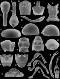 Fig. 43.33