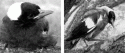 Fig. 8.4.