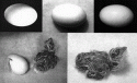 Fig. 7.3.