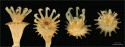 Fig. 114