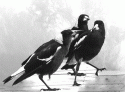 Fig. 9.6.