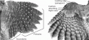 Fig. 2.6.