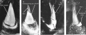 Fig. 2.1